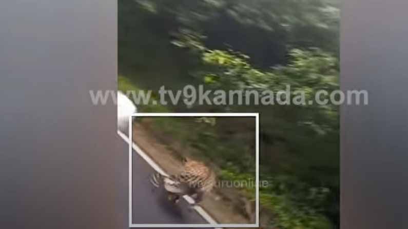 ಚಾಮುಂಡಿ ಬೆಟ್ಟದಲ್ಲಿ ಬೈಕ್ ಎದುರು ಚಿರತೆ ಪ್ರತ್ಯಕ್ಷವಾಯಿತು, ಧೃತಿಗೆಡದ ಸವಾರರು ಅದನ್ನು ಸೆರೆಹಿಡಿದರು ತಮ್ಮ ಕೆಮೆರಾನಲ್ಲಿ!