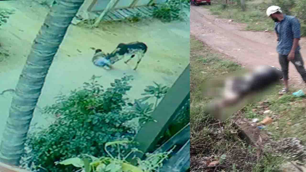 ಘೋರ: ಕೋಟೆನಾಡಲ್ಲಿ ಭೀತಿ ಸೃಷ್ಟಿಸಿದ್ದ ಗೂಳಿ ನಿಗೂಢ ಸಾವು, ವಿಷಪೂರಿತ ಆಹಾರ ನೀಡಿ ಆ ಗೂಳಿಯ ಹತ್ಯೆ ಮಾಡಿರುವ ಶಂಕೆ ಘೋರ: ಕೋಟೆನಾಡಲ್ಲಿ ಭೀತಿ ಸೃಷ್ಟಿಸಿದ್ದ ಗೂಳಿ ನಿಗೂಢ ಸಾವು, ವಿಷಪೂರಿತ ಆಹಾರ ನೀಡಿ ಆ ಗೂಳಿಯ ಹತ್ಯೆ ಮಾಡಿರುವ ಶಂಕೆ