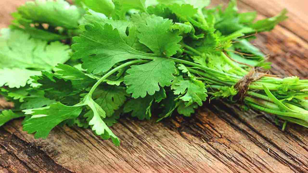 Coriander leaves: ಅಡುಗೆಯಲ್ಲಿ ರುಚಿ ಹೆಚ್ಚಿಸಲು ಮಾತ್ರವಲ್ಲ ಕೊತ್ತಂಬರಿ ಸೊಪ್ಪು ಆರೋಗ್ಯಕ್ಕೂ ಉತ್ತಮ