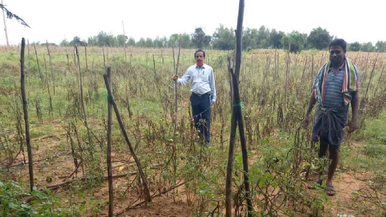 ಚಿಕ್ಕಬಳ್ಳಾಪುರ: ಮಳೆಗೆ ಬೆಳೆ ನಾಶ; ದುಬಾರಿಯಾಗಲಿದೆ ತರಕಾರಿ, ಹೂವು, ಹಣ್ಣಿನ ಬೆಲೆ