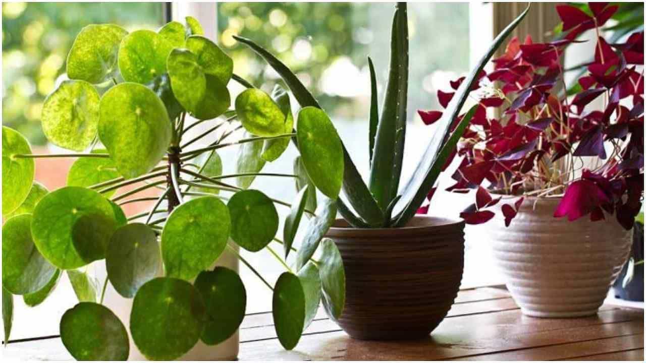 Vastu Tips: ಈ ಐದು ಗಿಡಗಳನ್ನು ಮನೆಯಲ್ಲಿ ಬೆಳೆಸುವುದರಿಂದ ಆನಂದ, ಐಶ್ವರ್ಯ ಸಂವೃದ್ಧಿಯಾಗುತ್ತದೆ Vastu Tips: ಈ ಐದು ಗಿಡಗಳನ್ನು ಮನೆಯಲ್ಲಿ ಬೆಳೆಸುವುದರಿಂದ ಆನಂದ, ಐಶ್ವರ್ಯ ಸಂವೃದ್ಧಿಯಾಗುತ್ತದೆ