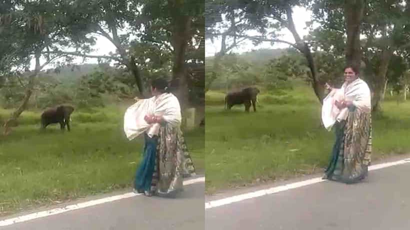 ಬಂಡಿಪುರ ಹುಲಿ ಸಂರಕ್ಷಿತ ಪ್ರದೇಶ ವ್ಯಾಪ್ತಿಯ ರಸ್ತೆಯ ಮೇಲೆ ಗಜರಾಜ ಪ್ರತ್ಯಕ್ಷ, ಮಹಿಳೆ ಮಾಡಿದ 19 ಸೆಕೆಂಡ್ಗಳ ವಿಡಿಯೋ ವೈರಲ್