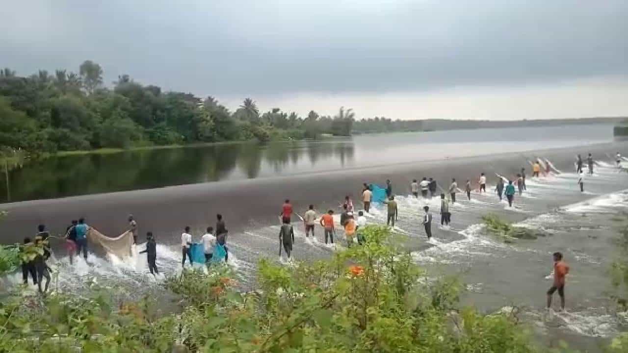 ಹೆಚ್.ಡಿ. ಕೋಟೆ: ಕೆರೆ ಕೋಡಿಯಲ್ಲಿ ಮೀನು ಹಿಡಿಯಲು ಮುಗಿಬಿದ್ದ ಯುವಕರು; ವಿಡಿಯೋ ನೋಡಿ ಹೆಚ್.ಡಿ. ಕೋಟೆ: ಕೆರೆ ಕೋಡಿಯಲ್ಲಿ ಮೀನು ಹಿಡಿಯಲು ಮುಗಿಬಿದ್ದ ಯುವಕರು; ವಿಡಿಯೋ ನೋಡಿ