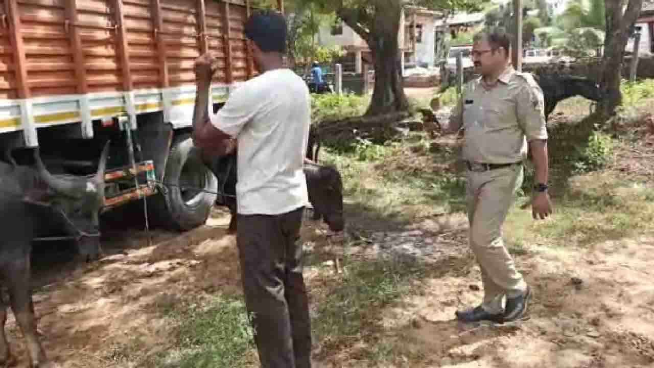 ಲಾರಿಯಲ್ಲಿ ಅಕ್ರಮವಾಗಿ ಸಾಗಿಸುತ್ತಿದ್ದ ಜಾನುವಾರು ರಕ್ಷಣೆ; ನಾಲ್ವರು ಪೊಲೀಸ್ ವಶಕ್ಕೆ