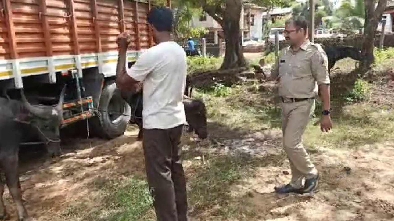 ಲಾರಿಯಲ್ಲಿ ಅಕ್ರಮವಾಗಿ ಸಾಗಿಸುತ್ತಿದ್ದ ಜಾನುವಾರು ರಕ್ಷಣೆ; ನಾಲ್ವರು ಪೊಲೀಸ್ ವಶಕ್ಕೆ ಲಾರಿಯಲ್ಲಿ ಅಕ್ರಮವಾಗಿ ಸಾಗಿಸುತ್ತಿದ್ದ ಜಾನುವಾರು ರಕ್ಷಣೆ; ನಾಲ್ವರು ಪೊಲೀಸ್ ವಶಕ್ಕೆ