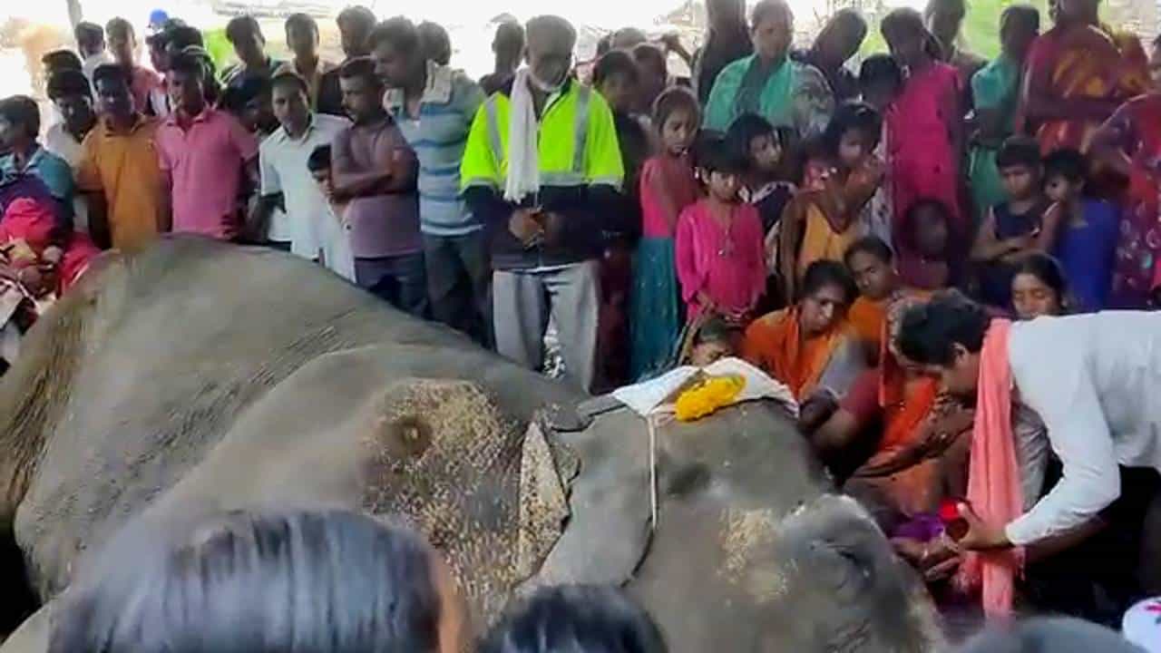 Temple elephant death: ರಾಮದುರ್ಗ ಮಹಾಲಕ್ಷ್ಮೀ ದೇವಾಲಯದಲ್ಲಿದ್ದ ಹೆಣ್ಣು ಆನೆ ಸಾವು Temple elephant death: ರಾಮದುರ್ಗ ಮಹಾಲಕ್ಷ್ಮೀ ದೇವಾಲಯದಲ್ಲಿದ್ದ ಹೆಣ್ಣು ಆನೆ ಸಾವು