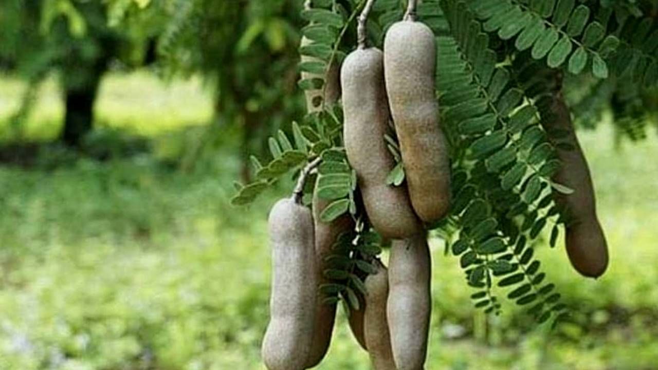 1. ಹುಣಸೆ ಮರ (Tamarind plant)
ವಾಸ್ತು ಮತ್ತು ಫೆಂಗ್ ಶೂಯಿ ತಜ್ಞರ ಪ್ರಕಾರ ಹುಣಸೆ ಗಿಡಗಳನ್ನು ಮನೆಯಲ್ಲಿ ಹಾಕಲೇಬಾರದು. ಈ ಗಿಡವನ್ನು ಬೆಳೆಸಿದರೆ ಮನೆಯಲ್ಲಿ ನಕಾರಾತ್ಮಕತೆಯೂ ಬೆಳೆಯುತ್ತದೆ. ಇದರಿಂದ ಮನೆಯು ವಾದ-ಪ್ರತಿವಾದ ಮತ್ತು ವಿವಾದಗಳ ಗೂಡಾಗುತ್ತದೆ. ಅಷ್ಟೇ ಅಲ್ಲ, ಎಲ್ಲಿ ಹುಣಸೆ ಹಣ್ಣಿನ ಗಿಡ/ ಮರ ಇರುತ್ತದೋ ಆ ಜಮೀನು/ ನಿವೇಶನದಲ್ಲಿ ಮನೆಯನ್ನು ಕಟ್ಟಬಾರದು. 