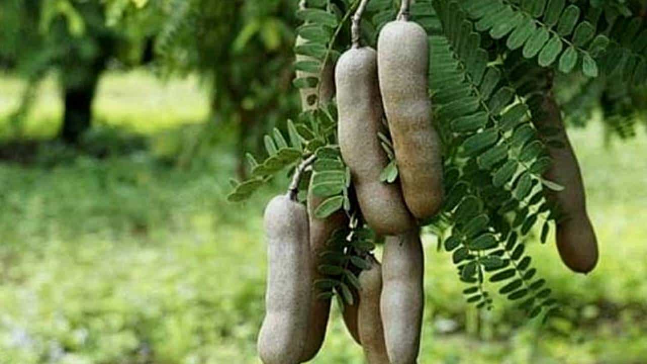 1. ಹುಣಸೆ ಮರ (Tamarind plant)
ವಾಸ್ತು ಮತ್ತು ಫೆಂಗ್ ಶೂಯಿ ತಜ್ಞರ ಪ್ರಕಾರ ಹುಣಸೆ ಗಿಡಗಳನ್ನು ಮನೆಯಲ್ಲಿ ಹಾಕಲೇಬಾರದು. ಈ ಗಿಡವನ್ನು ಬೆಳೆಸಿದರೆ ಮನೆಯಲ್ಲಿ ನಕಾರಾತ್ಮಕತೆಯೂ ಬೆಳೆಯುತ್ತದೆ. ಇದರಿಂದ ಮನೆಯು ವಾದ-ಪ್ರತಿವಾದ ಮತ್ತು ವಿವಾದಗಳ ಗೂಡಾಗುತ್ತದೆ. ಅಷ್ಟೇ ಅಲ್ಲ, ಎಲ್ಲಿ ಹುಣಸೆ ಹಣ್ಣಿನ ಗಿಡ/ ಮರ ಇರುತ್ತದೋ ಆ ಜಮೀನು/ ನಿವೇಶನದಲ್ಲಿ ಮನೆಯನ್ನು ಕಟ್ಟಬಾರದು.