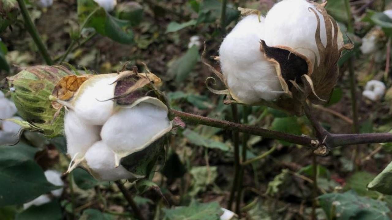 2. ಹತ್ತಿ ಗಿಡ (Cotton plant):
ಹತ್ತಿ ಗಿಡವನ್ನು ಮನೆಯ ಅಂಗಣದಲ್ಲಿ ಬೆಳೆಸಬಾರದು ಅನ್ನುತ್ತದೆ ವಾಸ್ತು ಶಾಸ್ತ್ರ. ಇದು ದೌರ್ಭಾಗ್ಯ ಮತ್ತು ಬಡತನದ ಸಂಕೇತ. ಹಾಗಾಗಿ ಈ ಗಿಡವನ್ನು ನೆಯ ಸುತ್ತಮುತ್ತ ನೆಡಬಾರದು. 