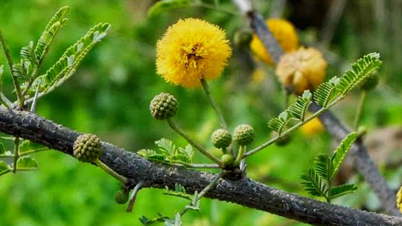 3. ಅಕೇಶಿಯ ಸಸ್ಯ (Acacia plant):
ಅಕೇಶಿಯ ಸಸ್ಯವನ್ನು ವಚೆಲಿಯಾ ನಿಲೋಟೊಕಾ ಎಂದು ವೈಜ್ಞಾನಿಕ ಹೆಸರಿನಿಂದ ಕರೆಯುತ್ತಾರೆ. ಔಷಧೀಯವಾಗಿ ಈ ಸಸ್ಯ ಬಹು ಪ್ರಯೋಜನಕಾರಿ. ಇದರಲ್ಲಿ ಸುಂದರವಾದ ಗುಂಡುಗುಂಡುನೆಯ ಪುಟ್ಟ ಪುಟ್ಟ ಹಳದಿ ಹೂಗಳು ಬಿಡುತ್ತವೆ - ಇದು ಸಸ್ಯಶಾಸ್ತ್ರಕ್ಕೆ ಸಂಬಂಧಿಸಿದ ವಿಷಯವಾಯ್ತು. ಇನ್ನುವಾಸ್ತು ಪರಿಣತರ ಪ್ರಕಾರ ಹೇಳಬೇಕು ಅಂದರೆ ಅಕೇಶಿಯ ಸಸ್ಯವನ್ನು ಮನೆಯಲ್ಲಿ ಹಾಕುವುದು ಉಚಿತವಲ್ಲ. ಅಕೇಶಿಯ ಸಸ್ಯ ಬೆಳೆಸಿದ್ದೇ ಆದರೆ ಅದರಿಂದ ಮನೆಯಲ್ಲಿ ವಾದ ವಿವಾದಗಳು ಸಮೃದ್ಧವಾಗಿ ಬೆಳೆದುಬಿಡುತ್ತದೆ.