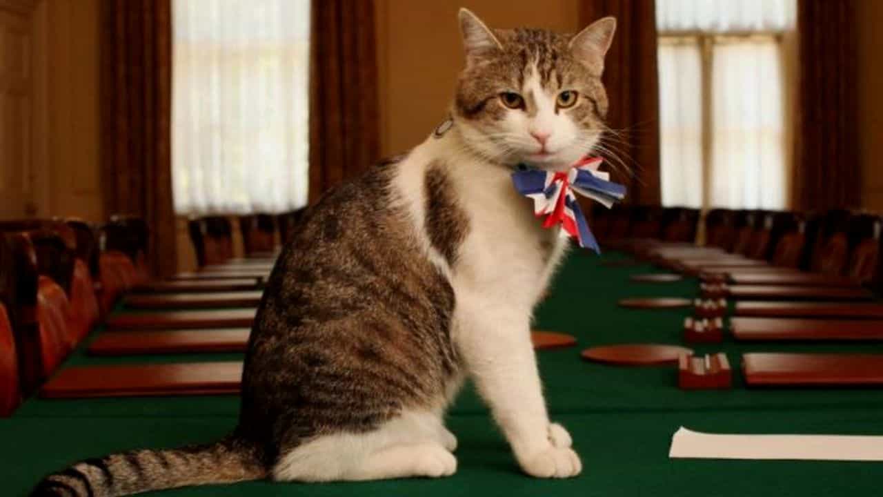 1. ಬ್ರಿಟನ್ (Briton and Cat):
ಯುನೈಟೆಡ್ ಕಿಂಗ್ಡಮ್ನಲ್ಲಿ ಪ್ರಚಲಿತದಲ್ಲಿರುವ ಅಂಧ ವಿಶ್ವಾಸದ ಪ್ರಕಾರ ಮದುವೆಯ ದಿನ ಕಪ್ಪು ಬೆಕ್ಕನ್ನು ವಧುಗೆ ಕಾಣಿಕೆಯಾಗಿ ನೀಡುವುದು ಸೌಭಾಗ್ಯದಾಯಕ ಎಂದು ಪರಿಗಣಿಸುತ್ತಾರೆ. ನವವಿವಾಹಿತರ ಮನೆಯಲ್ಲಿ ಒಂದು ಬೆಕ್ಕು ಇದ್ದರೆ ಅದು ಕೆಟ್ಟದ್ದನ್ನು ದೂರ ಮಾಡುತ್ತದೆ ಎಂಬ ನಂಬಿಕೆಯಿದೆ. ಕರಿ ಬೆಕ್ಕು ಅಂದರೆ ಬ್ರಿಟಿಷರಿಗೆ ಭಾಗ್ಯಶಾಲಿಯಂತೆ! ಅಲ್ಲಿಯ ಜನ ತಮ್ಮ ಮನೆಯಲ್ಲಿ ಅದನ್ನು ‘ಪುಸ್ಸಿ ಕ್ಯಾಟ್, ಪುಸ್ಸಿ ಕ್ಯಾಟ್! ವೇರ್ ಹ್ಯಾಡ್ ಯು ಬೀನ್‘ ಎಂದು ಪದ್ಯ ಕಟ್ಟಿ ಮುದ್ದುಮಾಡುವುದೂ ಉಂಟು (black cat as good omen).
