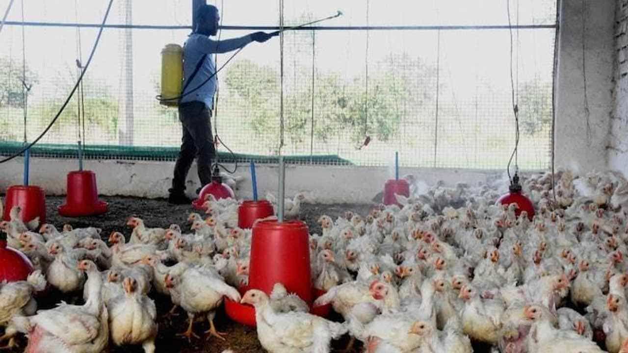 Bird Flu: ಕೊಟ್ಟಾಯಂನಲ್ಲಿ 3 ಹಕ್ಕಿ ಜ್ವರ ಕೇಸ್ ಪತ್ತೆ; ಇಂದಿನಿಂದಲೇ ಶುರುವಾಗಲಿಗೆ ಸಾಮೂಹಿಕವಾಗಿ ಹಕ್ಕಿಗಳನ್ನು ಕೊಲ್ಲುವ ಪ್ರಕ್ರಿಯೆ Bird Flu: ಕೊಟ್ಟಾಯಂನಲ್ಲಿ 3 ಹಕ್ಕಿ ಜ್ವರ ಕೇಸ್ ಪತ್ತೆ; ಇಂದಿನಿಂದಲೇ ಶುರುವಾಗಲಿಗೆ ಸಾಮೂಹಿಕವಾಗಿ ಹಕ್ಕಿಗಳನ್ನು ಕೊಲ್ಲುವ ಪ್ರಕ್ರಿಯೆ