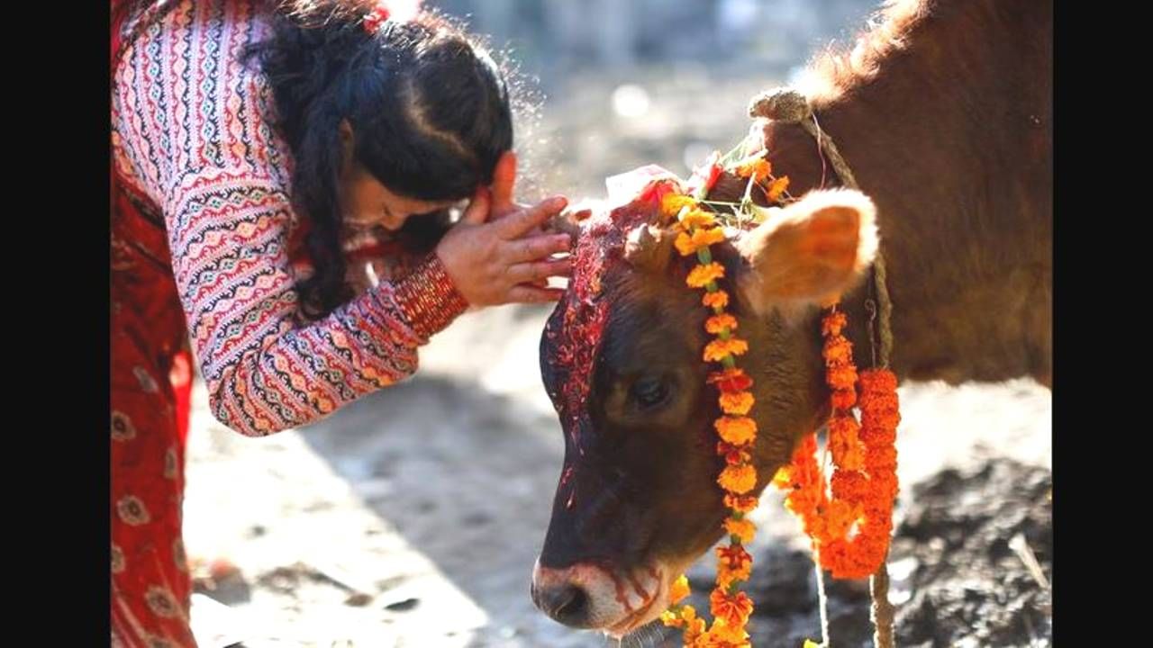 ಗೋಪೂಜೆ ವೇಳೆ ಚಿನ್ನ ನುಂಗಿದ ಹಸು: ಆಪರೇಶನ್​ ಗೋಲ್ಡ್​ ಚೈನ್ ಮಾಡಿ ಹೊರತೆಗೆದ ವೈದ್ಯರು, ಮರುಗಿದ ಕುಟುಂಬಸ್ಥರು