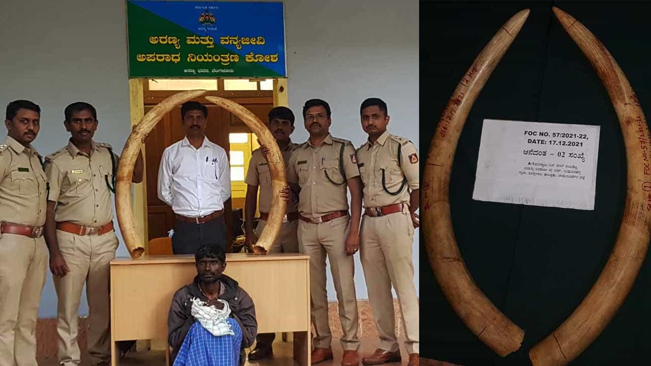 ಆನೆ ದಂತ ಮಾರಾಟ ಮಾಡಲು ಯತ್ನಿಸಿದ ಆರೋಪಿ ಅರೆಸ್ಟ್! 25 ಕೆ.ಜಿ ತೂಕದ 2 ಆನೆ ದಂತ ಜಪ್ತಿ ಆನೆ ದಂತ ಮಾರಾಟ ಮಾಡಲು ಯತ್ನಿಸಿದ ಆರೋಪಿ ಅರೆಸ್ಟ್! 25 ಕೆ.ಜಿ ತೂಕದ 2 ಆನೆ ದಂತ ಜಪ್ತಿ
