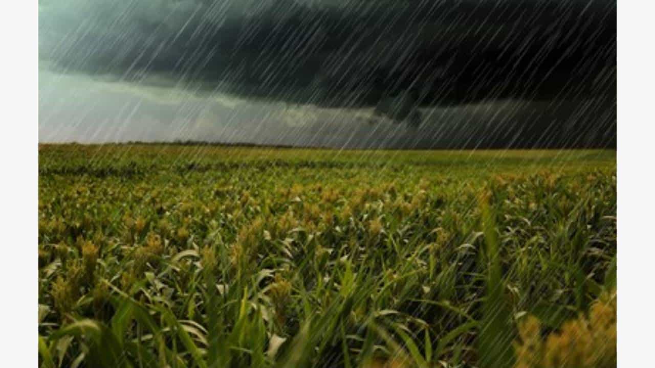 Karnataka Rain: ರಾಜ್ಯದ ಹಲವೆಡೆ ಮಳೆ; ಬೆಳೆ ನಷ್ಟದಿಂದ ರೈತರು ಕಂಗಾಲು Karnataka Rain: ರಾಜ್ಯದ ಹಲವೆಡೆ ಮಳೆ; ಬೆಳೆ ನಷ್ಟದಿಂದ ರೈತರು ಕಂಗಾಲು