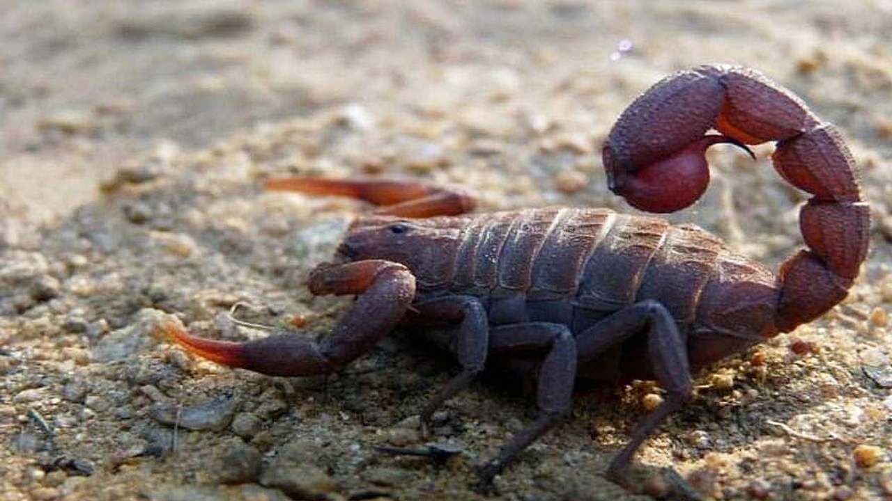 Indian Red Scorpion