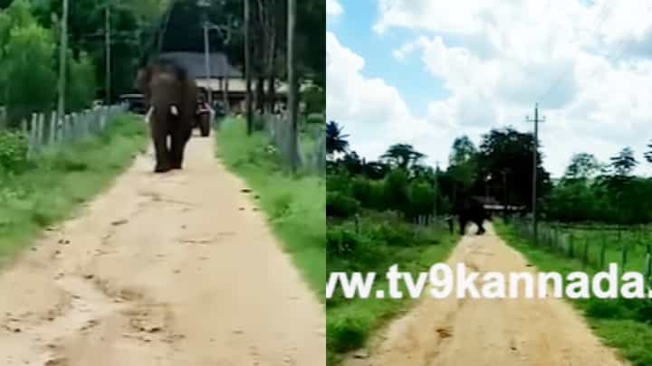 ಮೈಸೂರು: ವೀರನಹೊಸಹಳ್ಳಿ ಟಿಬೆಟ್ ಕ್ಯಾಂಪ್ನಲ್ಲಿ ಕಾಡಾನೆ ಪ್ರತ್ಯಕ್ಷ; ಓಡಿಸಲು ಮುಂದಾದ ಯುವಕನನ್ನು ಅಟ್ಟಾಡಿಸಿದ ಸಲಗ ಮೈಸೂರು: ವೀರನಹೊಸಹಳ್ಳಿ ಟಿಬೆಟ್ ಕ್ಯಾಂಪ್ನಲ್ಲಿ ಕಾಡಾನೆ ಪ್ರತ್ಯಕ್ಷ; ಓಡಿಸಲು ಮುಂದಾದ ಯುವಕನನ್ನು ಅಟ್ಟಾಡಿಸಿದ ಸಲಗ