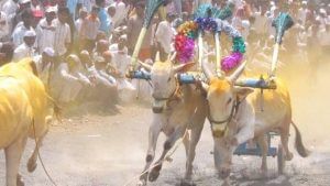 Bullock Cart Race: ಎತ್ತಿನ ಬಂಡಿ ಓಟಕ್ಕೆ ಅನುಮತಿ ನೀಡಿದ ಸುಪ್ರೀಂಕೋರ್ಟ್; ಮಹಾರಾಷ್ಟ್ರದಲ್ಲಿ ಮತ್ತೆ ಆರಂಭವಾಗಲಿದೆ ಸ್ಪರ್ಧೆ