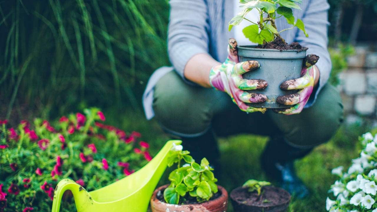 Gardening Tips: ಅನಿವಾರ್ಯವಾಗಿ ಮನೆ ಬಿಟ್ಟು ತೆರಳಬೇಕಾದಾಗ ಗಿಡಗಳಿಗೆ ನೀರುಣಿಸುವುದು ಹೇಗೆ?; ಸುಲಭದ ವಿಧಾನಗಳು ಇಲ್ಲಿವೆ