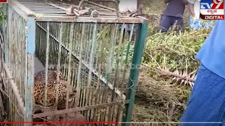 ನೊಣವಿನಕೆರೆಯಲ್ಲೂ ಬಿತ್ತೊಂದು ಚಿರತೆ ಬೋನಿಗೆ, ಜನರ ಕಾಟ ಕಂಡು ಅದು ಅಂದುಕೊಂಡಿದ್ದು ಯಾಕಾದ್ರೂ ಬಂದೆನೋ ಊರಿಗೆ! ನೊಣವಿನಕೆರೆಯಲ್ಲೂ ಬಿತ್ತೊಂದು ಚಿರತೆ ಬೋನಿಗೆ, ಜನರ ಕಾಟ ಕಂಡು ಅದು ಅಂದುಕೊಂಡಿದ್ದು ಯಾಕಾದ್ರೂ ಬಂದೆನೋ ಊರಿಗೆ!