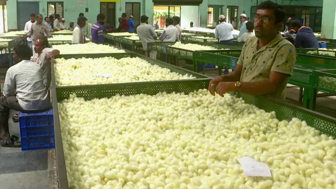 Sericulture: ನವೆಂಬರ್ ಮಳೆ ಪರಿಣಾಮ: ಕೋಲಾರದಲ್ಲಿ ಚಿನ್ನಕ್ಕಿಂತ ರೇಷ್ಮೆಯೇ ದುಬಾರಿ Sericulture: ನವೆಂಬರ್ ಮಳೆ ಪರಿಣಾಮ: ಕೋಲಾರದಲ್ಲಿ ಚಿನ್ನಕ್ಕಿಂತ ರೇಷ್ಮೆಯೇ ದುಬಾರಿ