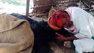 ಕಾಡುಕುರಿಯನ್ನು ಹೊಂಚು ಹಾಕಿ ಭೇಟೆಯಾಡಿದ ಚಿರತೆ! ವೈರಲ್ ವಿಡಿಯೋ ಇಲ್ಲಿದೆ ನೋಡಿ