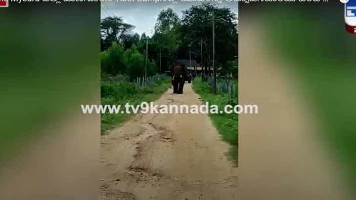 ಆನೆಯೊಂದಿಗೆ ಸರಸವಾಡುವುದು ಸಲ್ಲದು ಅಂತ ಸ್ವಾನುಭವದಿಂದ ಕಂಡುಕೊಂಡ ಟಿಬೆಟನ್ ಯುವಕ! ಆನೆಯೊಂದಿಗೆ ಸರಸವಾಡುವುದು ಸಲ್ಲದು ಅಂತ ಸ್ವಾನುಭವದಿಂದ ಕಂಡುಕೊಂಡ ಟಿಬೆಟನ್ ಯುವಕ!