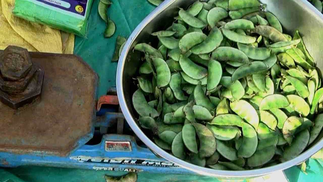 Jumping bean: ದುಬಾರಿ ತರಕಾರಿಗಳ ಮಧ್ಯೆ ಅವರೆಕಾಯಿಗೆ ಬಂತು ಡಿಮ್ಯಾಂಡ್; ಚಿಕ್ಕಬಳ್ಳಾಪುರದಲ್ಲಿ ಅವರೆಕಾಯಿ ಸೀಸನ್ ಶುರು Jumping bean: ದುಬಾರಿ ತರಕಾರಿಗಳ ಮಧ್ಯೆ ಅವರೆಕಾಯಿಗೆ ಬಂತು ಡಿಮ್ಯಾಂಡ್; ಚಿಕ್ಕಬಳ್ಳಾಪುರದಲ್ಲಿ ಅವರೆಕಾಯಿ ಸೀಸನ್ ಶುರು