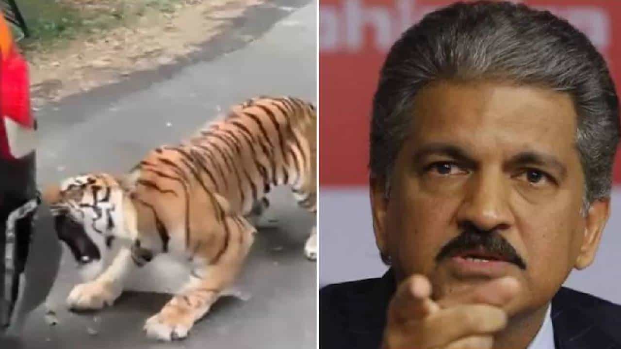 ಮಹೀಂದ್ರಾ ಕಂಪನಿ ವಾಹನವನ್ನು ಕಚ್ಚಿ ಎಳೆದ ಹುಲಿ: ವಿಡಿಯೋ ಹಂಚಿಕೊಂಡ ಆನಂದ್ ಮಹೀಂದ್ರಾ ಮಹೀಂದ್ರಾ ಕಂಪನಿ ವಾಹನವನ್ನು ಕಚ್ಚಿ ಎಳೆದ ಹುಲಿ: ವಿಡಿಯೋ ಹಂಚಿಕೊಂಡ ಆನಂದ್ ಮಹೀಂದ್ರಾ