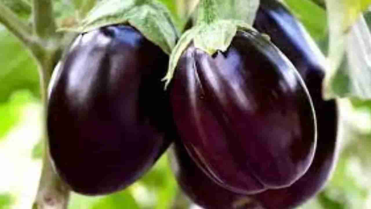 Brinjal Benefits: ಬದನೆಕಾಯಿ ಸೇವಿಸುವ ಅಭ್ಯಾಸ ಇದೆಯೇ? ಆರೋಗ್ಯಕರ ಬದಲಾವಣೆಯ ಬಗ್ಗೆ ಒಮ್ಮೆ ಗಮನಿಸಿ