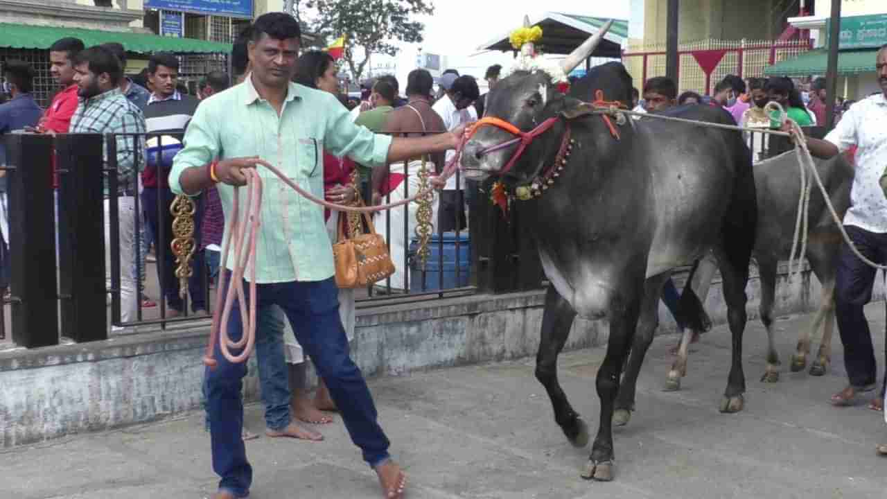 ನಾಡದೇವತೆ ಆಶೀರ್ವಾದಕ್ಕಾಗಿ ಚಾಮುಂಡಿ ಬೆಟ್ಟಕ್ಕೆ ಬಂದ ಆಕರ್ಷಕ ಹೋರಿಗಳು; ರೈತರಿಂದ ವಿಶೇಷ ಹರಕೆ ಸಲ್ಲಿಕೆ