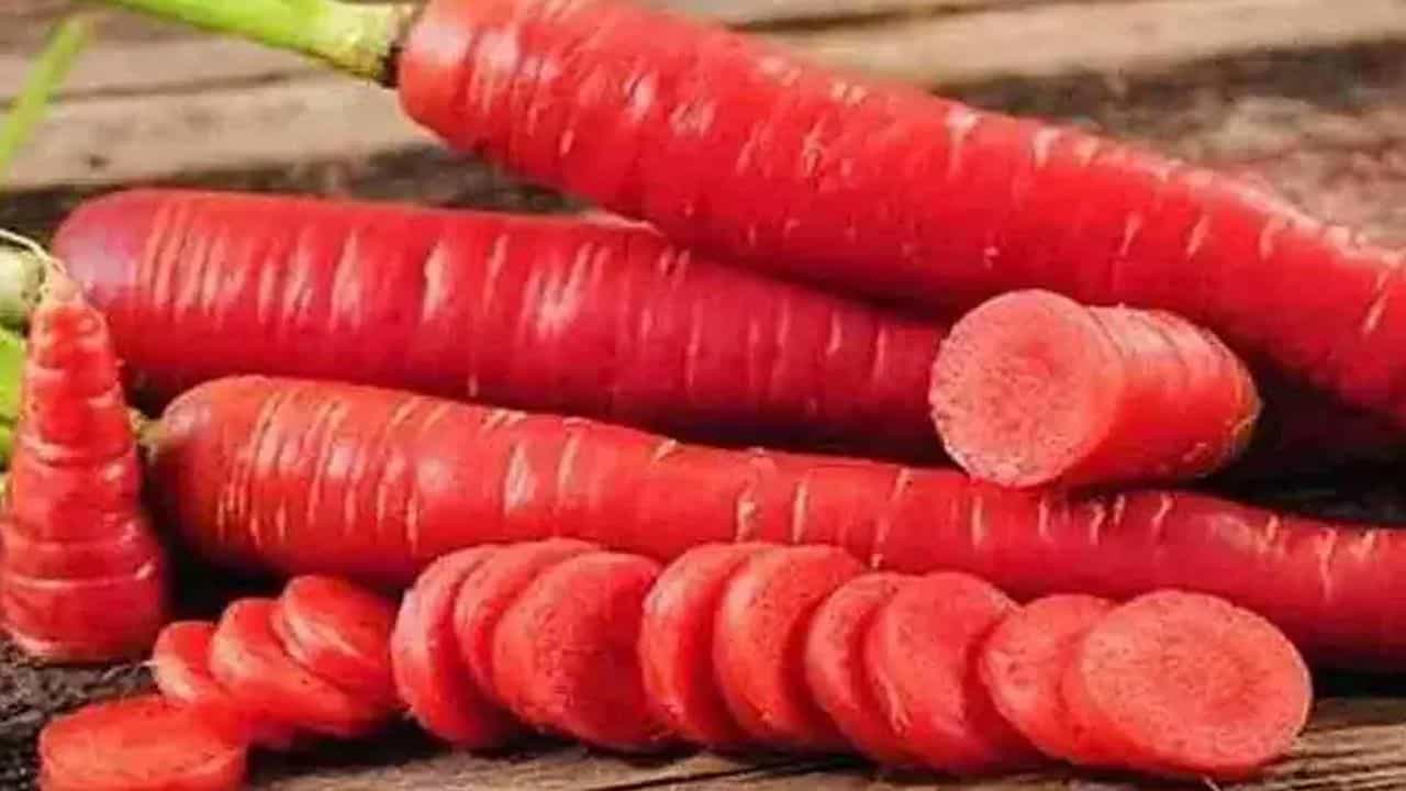 Carrot Benefits: ಚಳಿಗಾಲದಲ್ಲಿ ಕ್ಯಾರೆಟ್ ಸೇವನೆ ಎಷ್ಟು ಮುಖ್ಯ? ಸಮಸ್ಯೆ ಬಂದ ಮೇಲೆ ಚಿಂತಿಸುವ ಮೊದಲೇ ಎಚ್ಚರ ವಹಿಸಿ Carrot Benefits: ಚಳಿಗಾಲದಲ್ಲಿ ಕ್ಯಾರೆಟ್ ಸೇವನೆ ಎಷ್ಟು ಮುಖ್ಯ? ಸಮಸ್ಯೆ ಬಂದ ಮೇಲೆ ಚಿಂತಿಸುವ ಮೊದಲೇ ಎಚ್ಚರ ವಹಿಸಿ