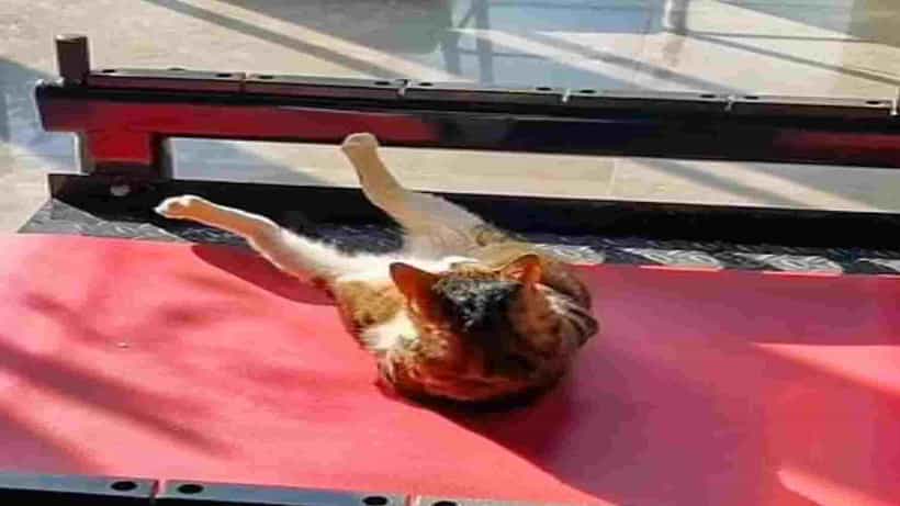 viral video: ಜಿಮ್ಗೆ ಹೋಗಿ ವರ್ಕೌಟ್ ಮಾಡುವ ಬೆಕ್ಕು : ವೀಡಿಯೋ ವೈರಲ್