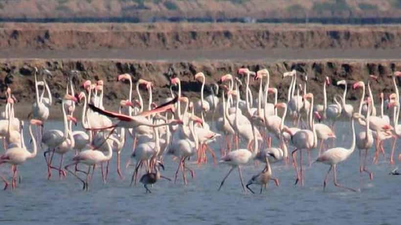 ತಮಿಳುನಾಡಿನ ಪಕ್ಷಿಧಾಮಗಳಲ್ಲೀಗ ಫ್ಲೆಮಿಂಗೋ ವಲಸೆ ಹಕ್ಕಿಗಳ ಕಲರವ: ವೀಡಿಯೋ ವೈರಲ್