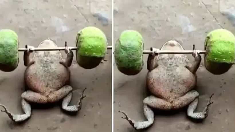 Viral Video: ಡಂಬಲ್ಸ್ ಎತ್ತಿ ವ್ಯಾಯಾಮ ಮಾಡುತ್ತಿರುವ ಕಪ್ಪೆ; ವಿಡಿಯೋ ಕಂಡು ಅಚ್ಚರಿಗೊಂಡ ನೆಟ್ಟಿಗರು