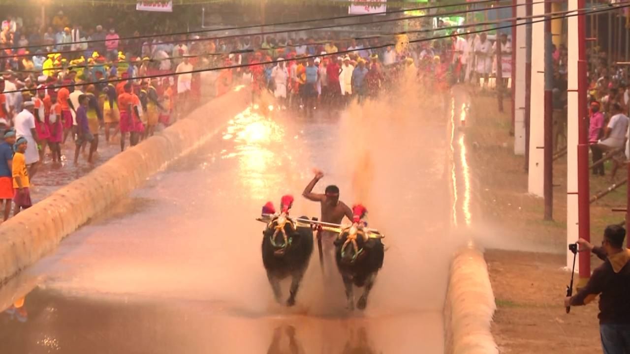 ಕೋಟಿ ಚೆನ್ನಯ್ಯ ಕಂಬಳ; ದೇವರನ್ನು ಮೆಚ್ಚಿಸಲು ಆಡುವಂತಹ ಭಕ್ತಿಯಾಟಕ್ಕೆ ಮನಸೋತ ಸಾರ್ವಜನಿಕರು