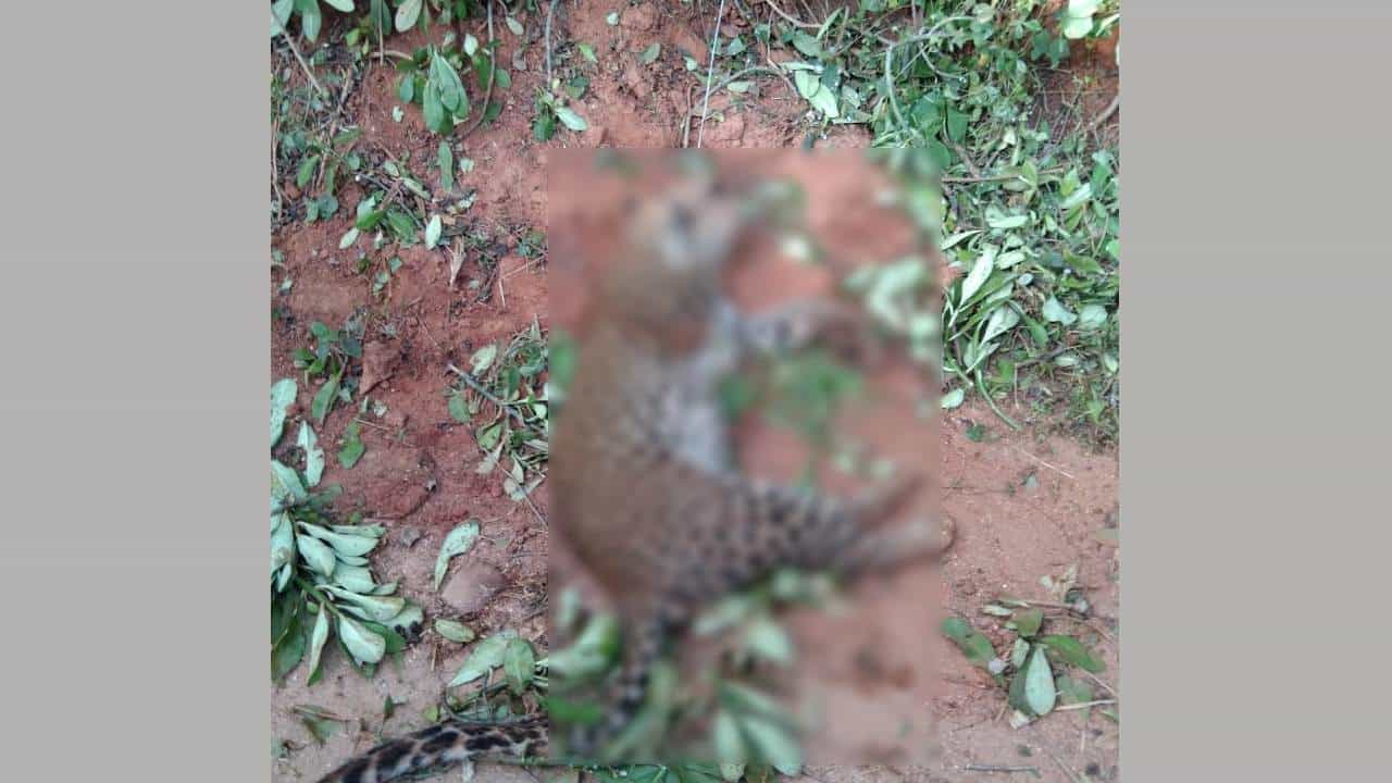 ರಾಮನಗರ: ಮೊಲ ಹಿಡಿಯಲು ಹಾಕಿದ್ದ ಉರುಳಿಗೆ ಸಿಲುಕಿ ಹೆಣ್ಣು ಚಿರತೆ ಸಾವು; ಸ್ಥಳಕ್ಕೆ ಅರಣ್ಯ ಇಲಾಖೆ ಅಧಿಕಾರಿಗಳ ಭೇಟಿ ರಾಮನಗರ: ಮೊಲ ಹಿಡಿಯಲು ಹಾಕಿದ್ದ ಉರುಳಿಗೆ ಸಿಲುಕಿ ಹೆಣ್ಣು ಚಿರತೆ ಸಾವು; ಸ್ಥಳಕ್ಕೆ ಅರಣ್ಯ ಇಲಾಖೆ ಅಧಿಕಾರಿಗಳ ಭೇಟಿ