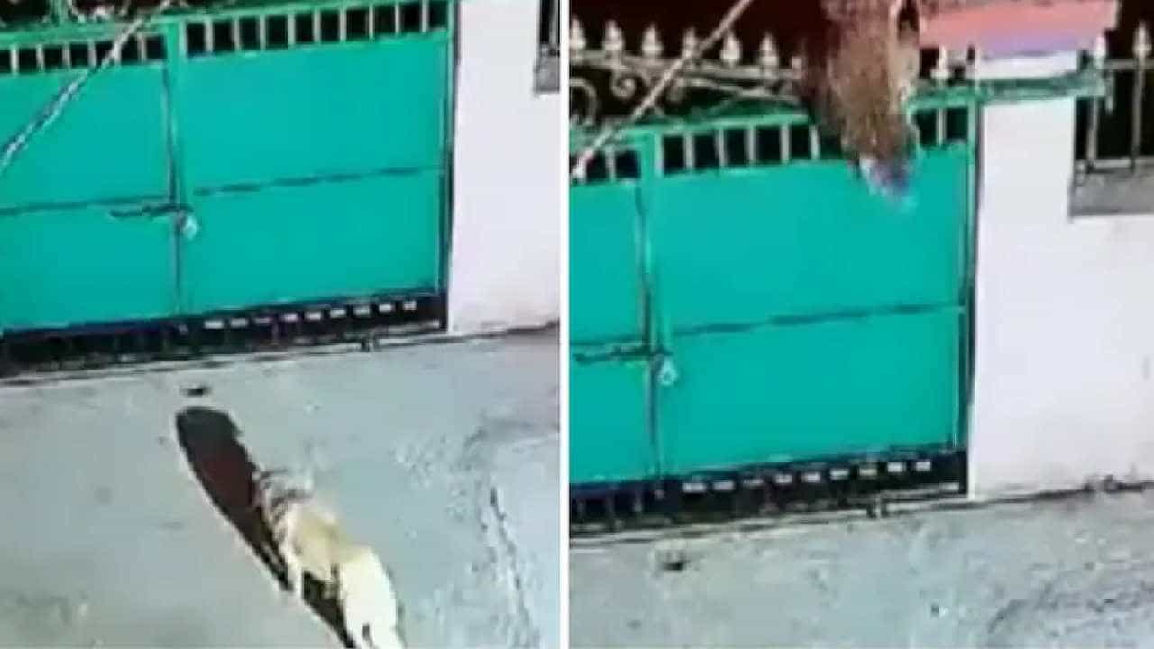 Viral Video: ಮನೆಯ ಗೇಟಿನೊಳಗೆ ನುಗ್ಗಿ ನಾಯಿಯನ್ನು ಎಳೆದೊಯ್ದ ಚಿರತೆ: ವೀಡಿಯೋ ವೈರಲ್ Viral Video: ಮನೆಯ ಗೇಟಿನೊಳಗೆ ನುಗ್ಗಿ ನಾಯಿಯನ್ನು ಎಳೆದೊಯ್ದ ಚಿರತೆ: ವೀಡಿಯೋ ವೈರಲ್