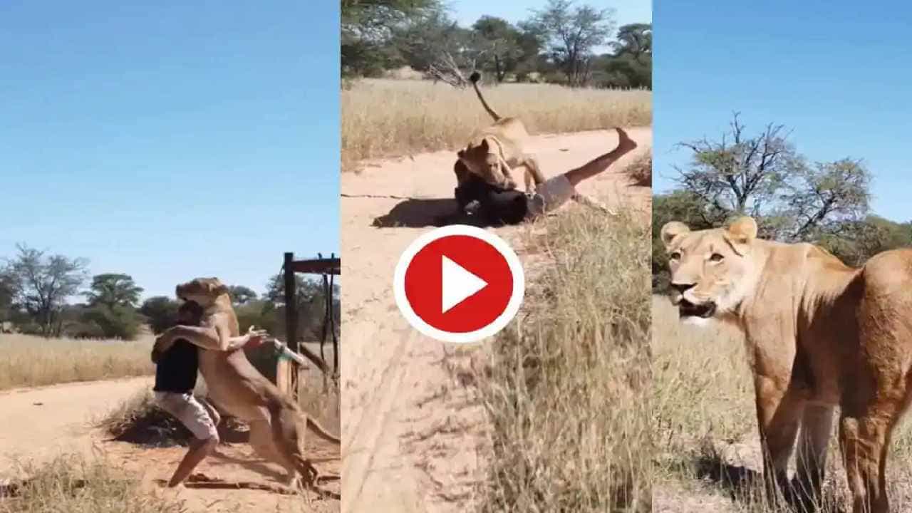 viral video: ಗೂಡಿನ ಗೇಟ್ ತೆರೆದ ತಕ್ಷಣ ಮಾಲೀಕನ ಮೇಲೆ ಎರಗಿ ಮುದ್ದಿಸಿದ ಸಿಂಹ: ಬೆರಗಾದ ನಟ್ಟಿಗರು viral video: ಗೂಡಿನ ಗೇಟ್ ತೆರೆದ ತಕ್ಷಣ ಮಾಲೀಕನ ಮೇಲೆ ಎರಗಿ ಮುದ್ದಿಸಿದ ಸಿಂಹ: ಬೆರಗಾದ ನಟ್ಟಿಗರು