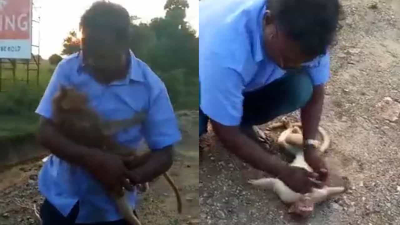 Viral video: ಗಂಭೀರ ಸ್ಥಿತಿಯಲ್ಲಿದ್ದ ಕೋತಿಗೆ ಉಸಿರು ನೀಡಿ ಪ್ರಾಣ ಉಳಿಸಿದ ಕಾರು ಚಾಲಕ; ವಿಡಿಯೋ ವೈರಲ್ Viral video: ಗಂಭೀರ ಸ್ಥಿತಿಯಲ್ಲಿದ್ದ ಕೋತಿಗೆ ಉಸಿರು ನೀಡಿ ಪ್ರಾಣ ಉಳಿಸಿದ ಕಾರು ಚಾಲಕ; ವಿಡಿಯೋ ವೈರಲ್