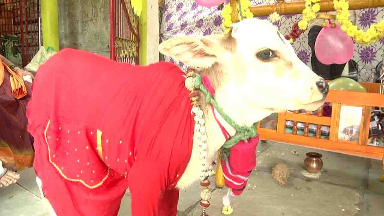 naming ceremony calf 