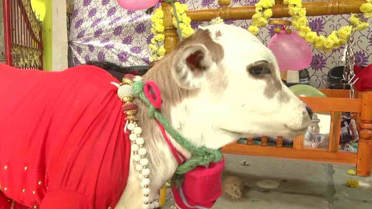 ಅಪರೂಪ: ಕರುವನ್ನು ಮಗುವಂತೆ ತೊಟ್ಟಿಲಲ್ಲಿಟ್ಟು ತೊಟ್ಟಿಲು ಶಾಸ್ತ್ರ ಮಾಡಿದ ಕಲಬುರಗಿ ಮಹಿಳಾ ಪಿಎಸ್ಐ ಕುಟುಂಬ ಅಪರೂಪ: ಕರುವನ್ನು ಮಗುವಂತೆ ತೊಟ್ಟಿಲಲ್ಲಿಟ್ಟು ತೊಟ್ಟಿಲು ಶಾಸ್ತ್ರ ಮಾಡಿದ ಕಲಬುರಗಿ ಮಹಿಳಾ ಪಿಎಸ್ಐ ಕುಟುಂಬ