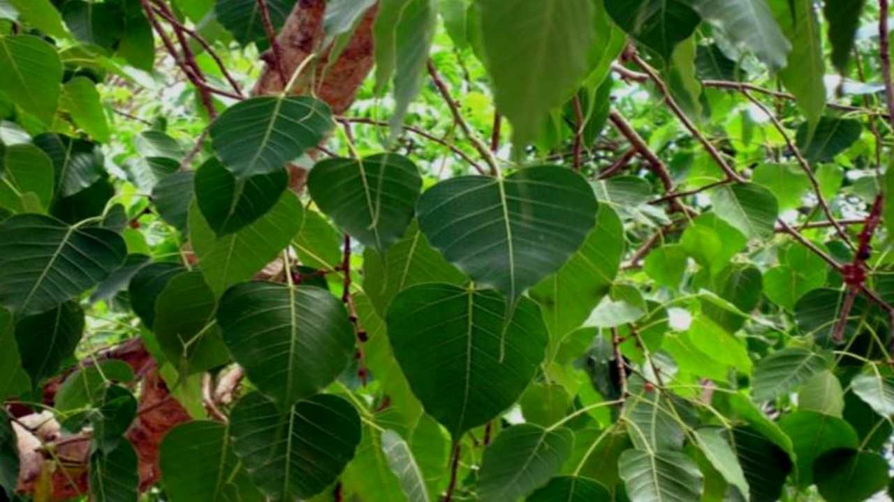 know peepal tree importance and benefits in kannada