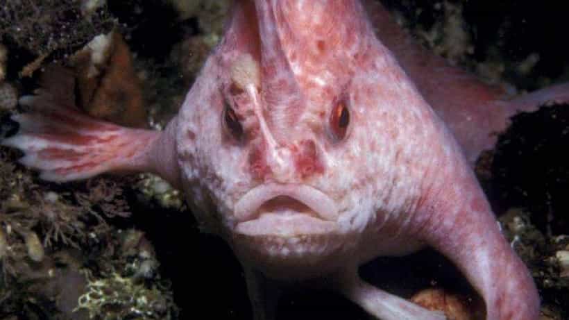 Rare Walking Fish: 22 ವರ್ಷಗಳ ಬಳಿಕ ಅಪರೂಪದ ನಡೆದಾಡುವ ಮೀನು ಪತ್ತೆ: ಪಿಂಕ್ ಹ್ಯಾಂಡ್ ಫಿಶ್ ಕಂಡು ಸಂತಸಗೊಂಡ ಸಂಶೋಧಕ