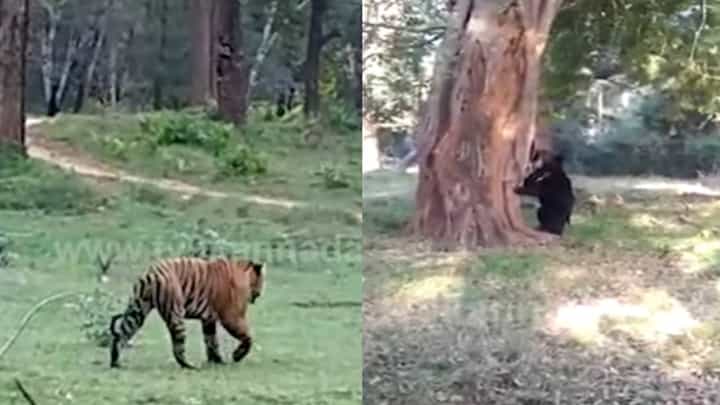 ನಾಗರಹೊಳೆ ಅರಣ್ಯ ಪ್ರದೇಶದಲ್ಲಿ ಕಾಣಿಸಿಕೊಂಡ ಹುಲಿ, ಕರಡಿ; ವಿಡಿಯೋ ನೋಡಿ ನಾಗರಹೊಳೆ ಅರಣ್ಯ ಪ್ರದೇಶದಲ್ಲಿ ಕಾಣಿಸಿಕೊಂಡ ಹುಲಿ, ಕರಡಿ; ವಿಡಿಯೋ ನೋಡಿ