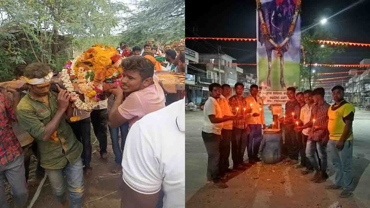 ಪ್ರಶಸ್ತಿಗಳ ರಾಜ, ಬೆಟ್ಟದ ಹುಲಿ ಖ್ಯಾತಿಯ ಟಗರು ಸಾವು; ಅಂತಿಮ ದರ್ಶನಕ್ಕೆ ಹೊರ ರಾಜ್ಯಗಳಿಂದ ಬಂದ ಜನ