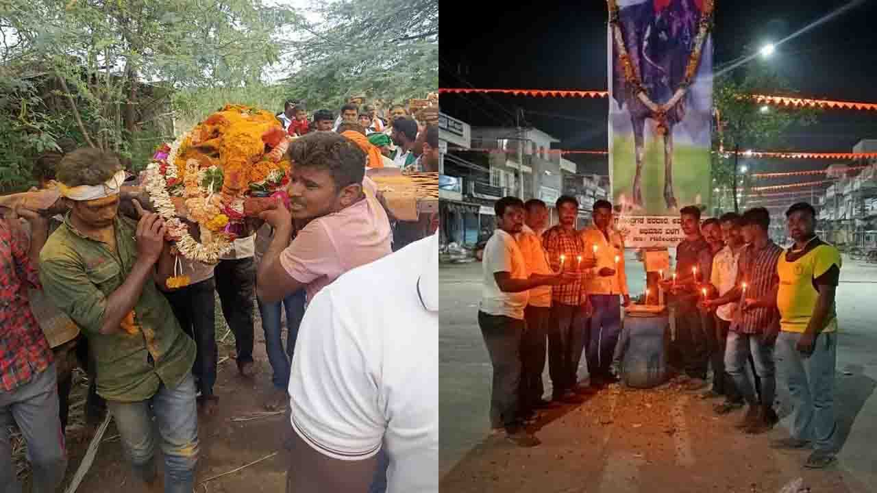 ಪ್ರಶಸ್ತಿಗಳ ರಾಜ, ಬೆಟ್ಟದ ಹುಲಿ ಖ್ಯಾತಿಯ ಟಗರು ಸಾವು; ಅಂತಿಮ ದರ್ಶನಕ್ಕೆ ಹೊರ ರಾಜ್ಯಗಳಿಂದ ಬಂದ ಜನ