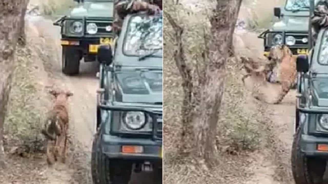 Viral Video: ರಾಷ್ಟ್ರೀಯ ಉದ್ಯಾನವನದಲ್ಲಿ ನಾಯಿಯ ಮೇಲೆ ದಾಳಿ ಮಾಡಿದ ಹುಲಿ: ಬೆಚ್ಚಿಬಿದ್ದ ಪ್ರವಾಸಿಗರು Viral Video: ರಾಷ್ಟ್ರೀಯ ಉದ್ಯಾನವನದಲ್ಲಿ ನಾಯಿಯ ಮೇಲೆ ದಾಳಿ ಮಾಡಿದ ಹುಲಿ: ಬೆಚ್ಚಿಬಿದ್ದ ಪ್ರವಾಸಿಗರು