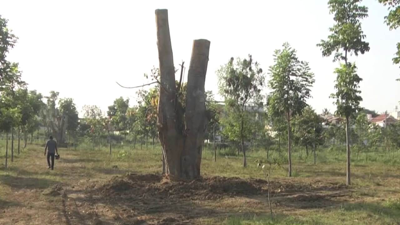 ಚಿಕ್ಕಮಗಳೂರು: ನೂರಾರು ವರ್ಷಗಳ ಹಿಂದಿನ ಮರಗಳಿಗೆ ಮರುಜೀವ; ನಗರಸಭೆ ಕಾರ್ಯಕ್ಕೆ ಪರಿಸರ ಪ್ರೇಮಿಗಳಿಂದ ಮೆಚ್ಚುಗೆ