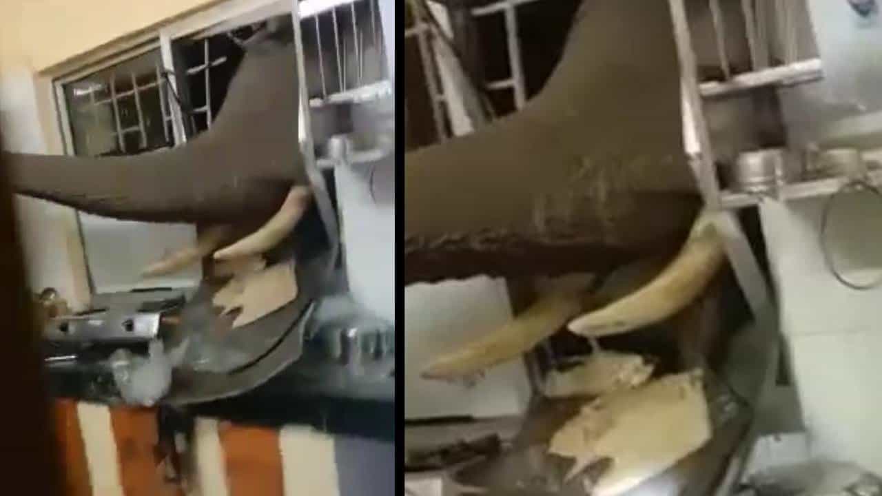 ಹಾಸನ: ಅಡುಗೆ ಮನೆಯ ಕಿಟಕಿ ಮುರಿದು ಅಹಾರ ಸೇವಿಸಿದ ಕಾಡಾನೆ; ವಿಡಿಯೋ ವೈರಲ್ ಹಾಸನ: ಅಡುಗೆ ಮನೆಯ ಕಿಟಕಿ ಮುರಿದು ಅಹಾರ ಸೇವಿಸಿದ ಕಾಡಾನೆ; ವಿಡಿಯೋ ವೈರಲ್